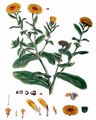 Pot Marigold - Calendula officinalis L.