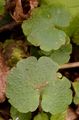 Opposite-Leaved Golden-Saxifrage - Chrysosplenium oppositifolium L.