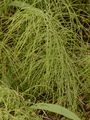 Shady Horsetail - Equisetum pratense Ehrh.