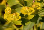 Glänzende Wolfsmilch - Euphorbia lucida Waldst. & Kit.