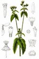 Kleinblütiges Franzosenkraut - Galinsoga parviflora Cav.