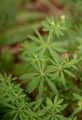 Glattes Wald-Labkraut - Galium intermedium Schult.