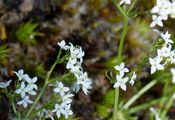 Heath Bedstraw - Galium saxatile L.