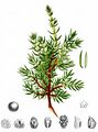 Gewöhnlicher Wacholder - Juniperus communis L.