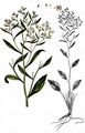 Dittander - Lepidium latifolium L.