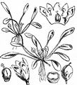 Mudwort - Limosella aquatica L.