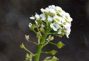 Sweet Alison - Lobularia maritima (L.) Desv.