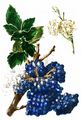 Oregon-Grape - Mahonia aquifolium (Pursh) Nutt.