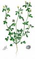 Bur Medick - Medicago minima (L.) L.