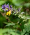 Wood Cow-Wheat - Melampyrum nemorosum L.