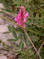 Berg-Esparsette - Onobrychis montana DC.