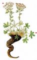 Lax Cinquefoil - Potentilla caulescens L.
