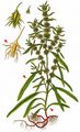 Golden Dock - Rumex maritimus L.