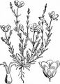 Knotted Pearlwort - Sagina nodosa (L.) Fenzl