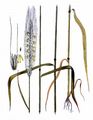 Rye - Secale cereale L.