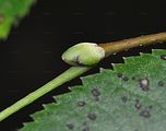 Large-Leaved Lime - Tilia platyphyllos Scop.
