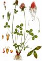 Rot-Klee - Trifolium pratense L.