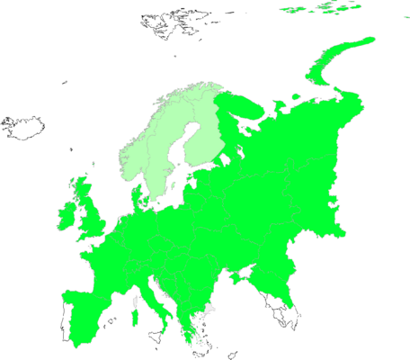 Crepis biennis