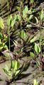 Lanzett-Froschlöffel - Alisma lanceolatum With.