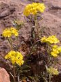 Mountain Alison - Alyssum montanum L.