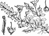 Bog Pimpernel - Anagallis tenella (L.) L.