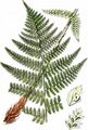 Wald-Frauenfarn - Athyrium filix-femina (L.) Roth
