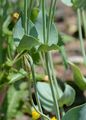 Yellow-Wort - Blackstonia perfoliata (L.) Huds.