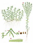 Herbst-Wasserstern - Callitriche hermaphroditica L. 