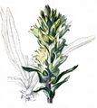Strauß-Glockenblume - Campanula thyrsoides L.