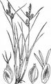 Strand-Segge - Carex extensa Gooden.