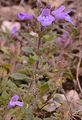 Alpen-Steinquendel - Clinopodium alpinum (L.) Kuntze