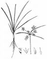 Yellow Nutsedge - Cyperus esculentus L.