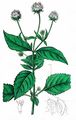 Small Teasel - Dipsacus pilosus L.