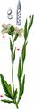 Garden Rocket - Eruca vesicaria (L.) Cav.
