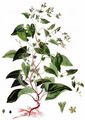 Winden-Knöterich - Fallopia convolvulus (L.) Á. Löve
