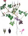 Herb-Robert - Geranium robertianum L.