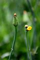 Smooth Cat's-Ear - Hypochaeris glabra L.
