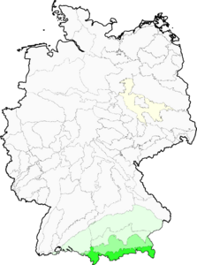 Luzula luzulina