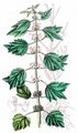 Echtes Herzgespann - Leonurus cardiaca L.