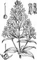 Yellow Loosestrife - Lysimachia vulgaris L.