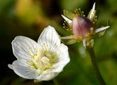 Sumpf-Herzblatt - Parnassia palustris L.