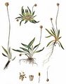 Spitz-Wegerich - Plantago lanceolata L.