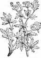 Silber-Fingerkraut - Potentilla argentea L.