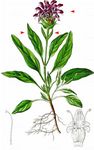 Großblütige Braunelle - Prunella grandiflora (L.) Scholler 