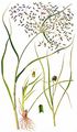 Creeping Club-Rush - Scirpus radicans Schkuhr