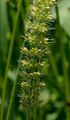 Rough Bristle-Grass - Setaria verticillata (L.) P. Beauv.