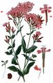 Sweet-William Catchfly - Silene armeria L.