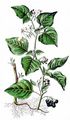 Black Nightshade - Solanum nigrum L.
