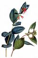 Snowberry - Symphoricarpos albus (L.) S. F. Blake