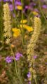 Gewöhnliche Simsenlilie - Tofieldia calyculata (L.) Wahlenb.